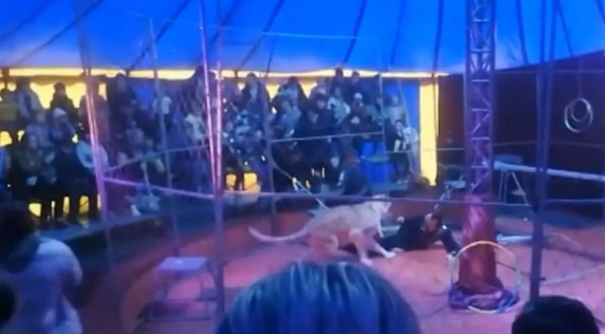 Imagini șocante: un dresor rus e atacat de leu, în arenă, în timpul spectacolului