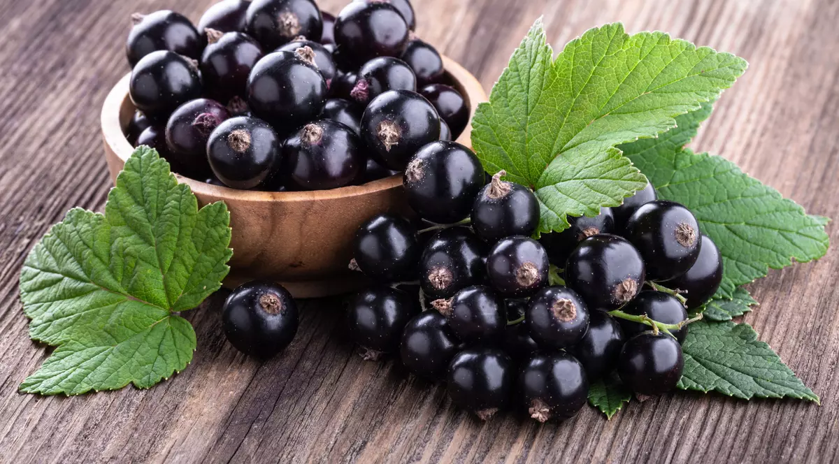 Coacaze negre - beneficii si utilizari