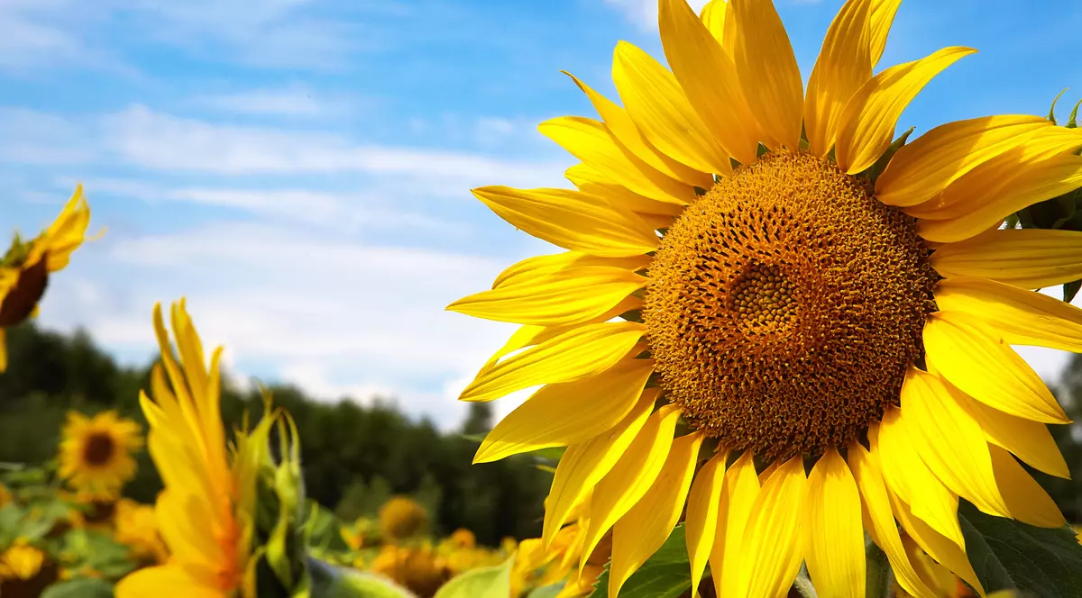 Floarea soarelui îngrijire și plantare