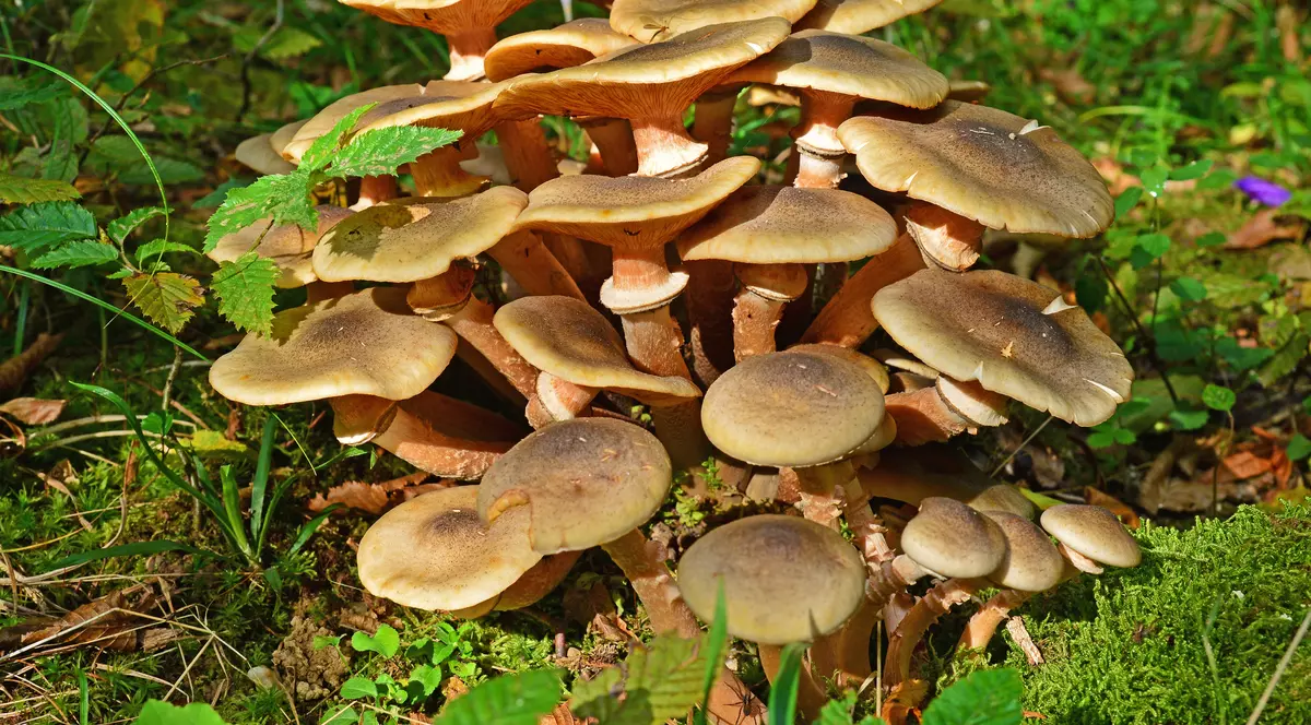 Ghebe - beneficii și proprietăți