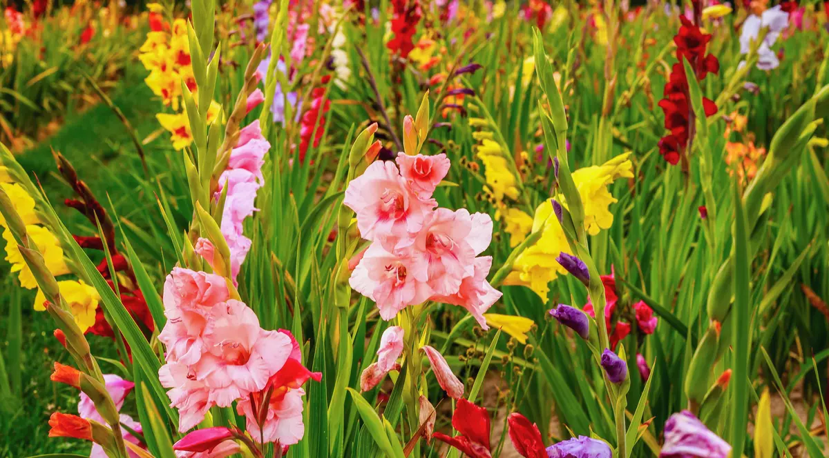Gladiole plantare și îngrijire. Cum sa ai cele mai frumoase flori