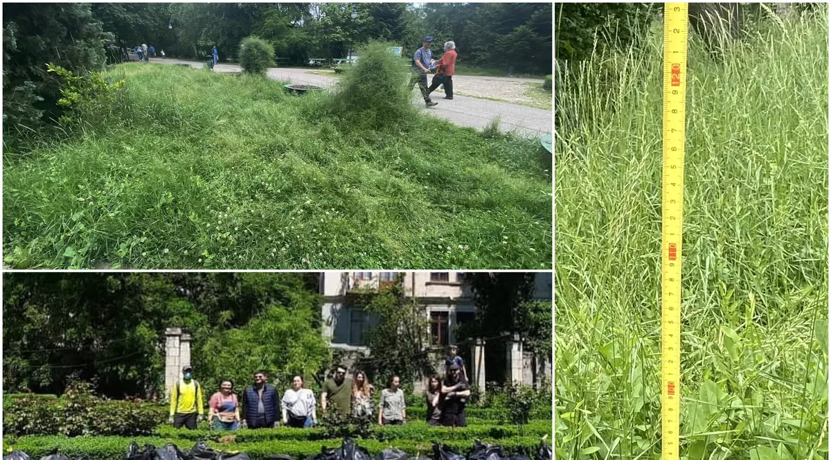 Jungla Cișmigiu unde buruienile au peste un metru înălțime. Dacă Primăria Capitalei nu face nimic, voluntarii intervin