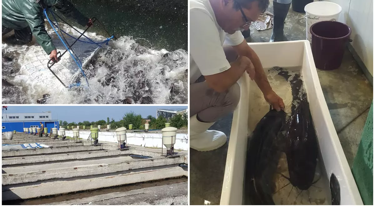 Cum arată ferma cu somn african deținută de omul de afaceri mort în explozia din Arad