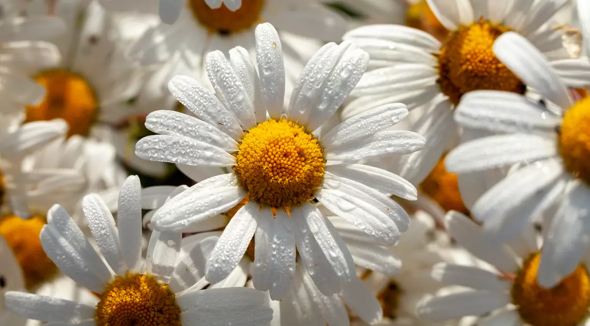 Margarete plantare și îngrijire