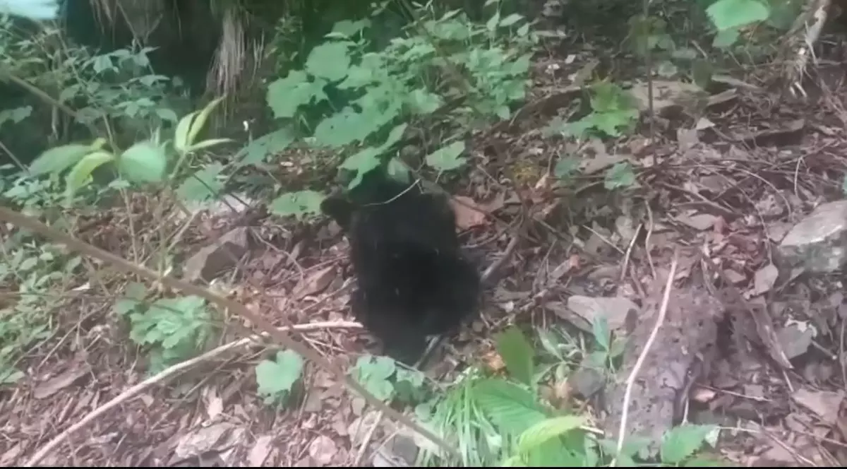 Pui de urs rănit, găsit pe marginea drumului în Argeș