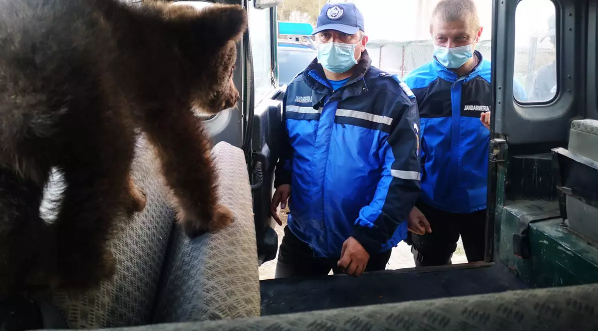 Doi pui de urs răniți, salvați de jandarmii din județul Argeș