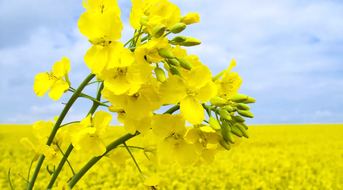 Rapiță plantare și îngrijire