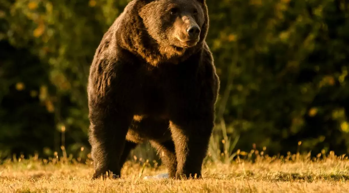 VIDEO Cine este prințul din Austria acuzat că a împușcat cel mai mare urs din România: doctor și proprietarul unui castel vechi de nouă secole