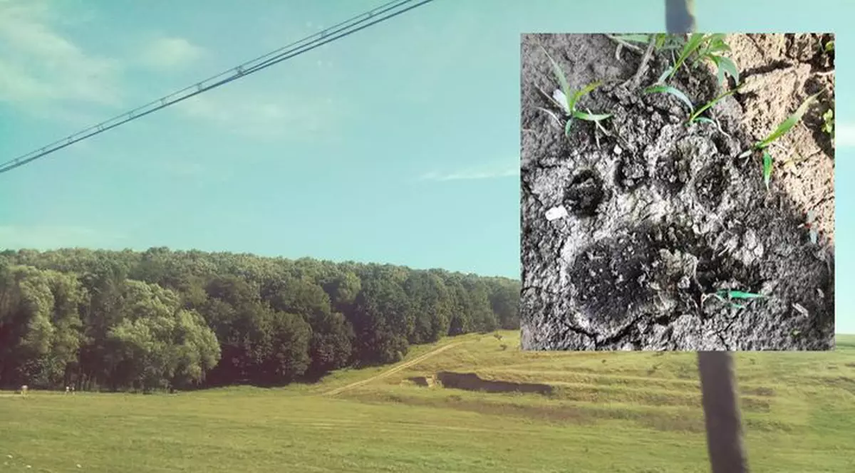 Situație nemaiîntâlnită la Galați: Urme de urs, găsite la marginea unei păduri