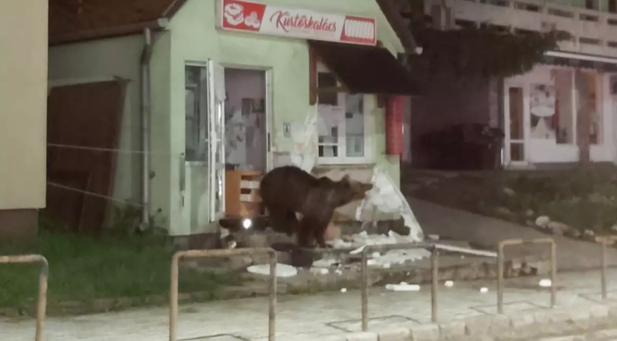 Mai mulți urși au invadat stațiunea Băile Tuşnad. Au devastat o pensiune şi un magazin