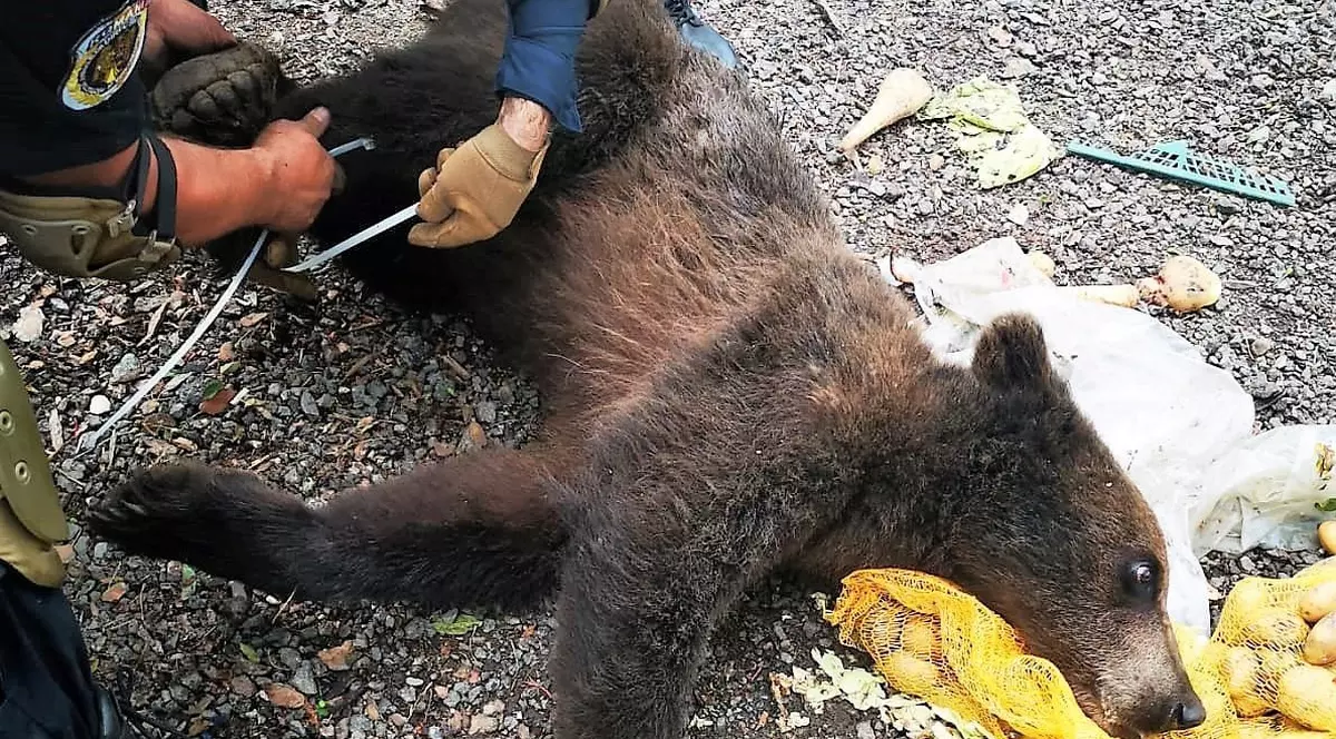 Doi urși, tranchilizați și duși în pădure, după ce au intrat în curtea unei pensiuni din Brașov