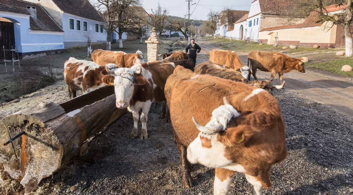 O femeie de 91 de ani a murit după ce a fost împunsă de o vacă pe stradă