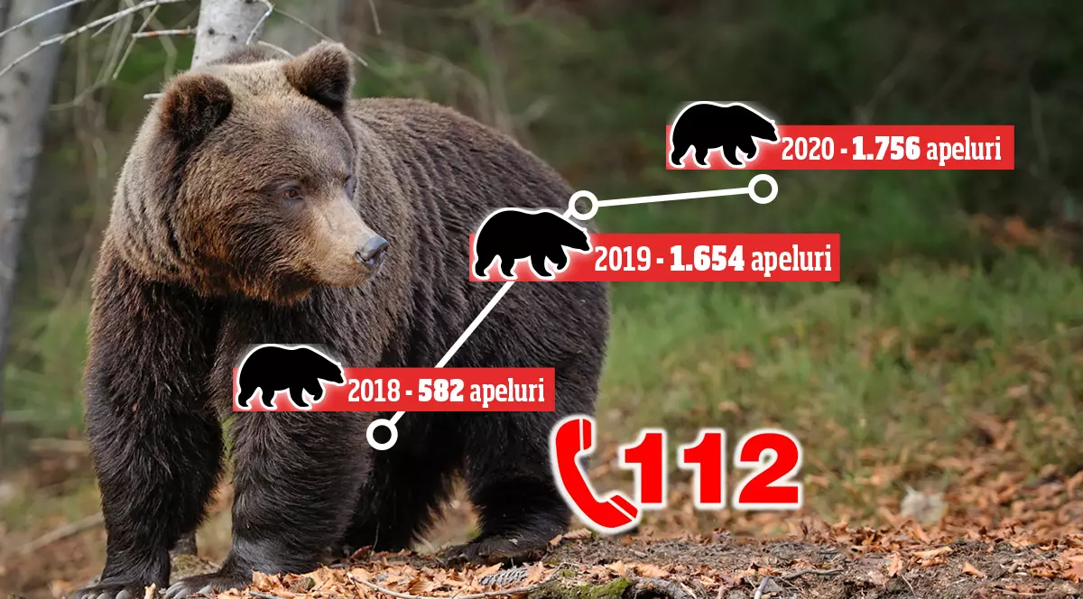 Date STS: Numărul de apeluri la 112 pentru prezențe ale urșilor a crescut de opt ori în patru ani