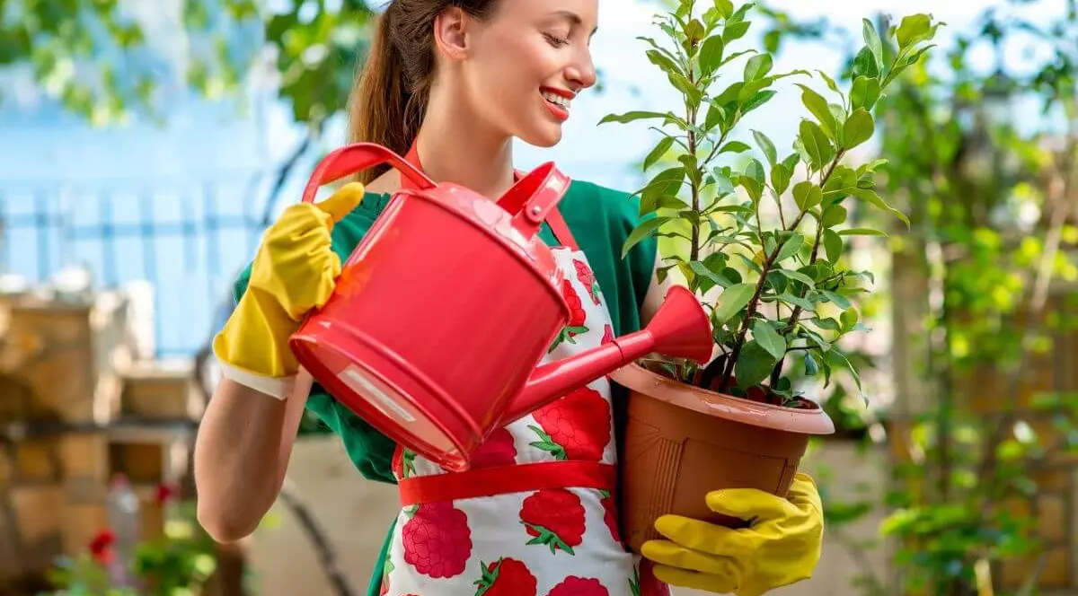 Cum uzi corect plantele și florile de apartament și de grădină pentru a le menține frumoase