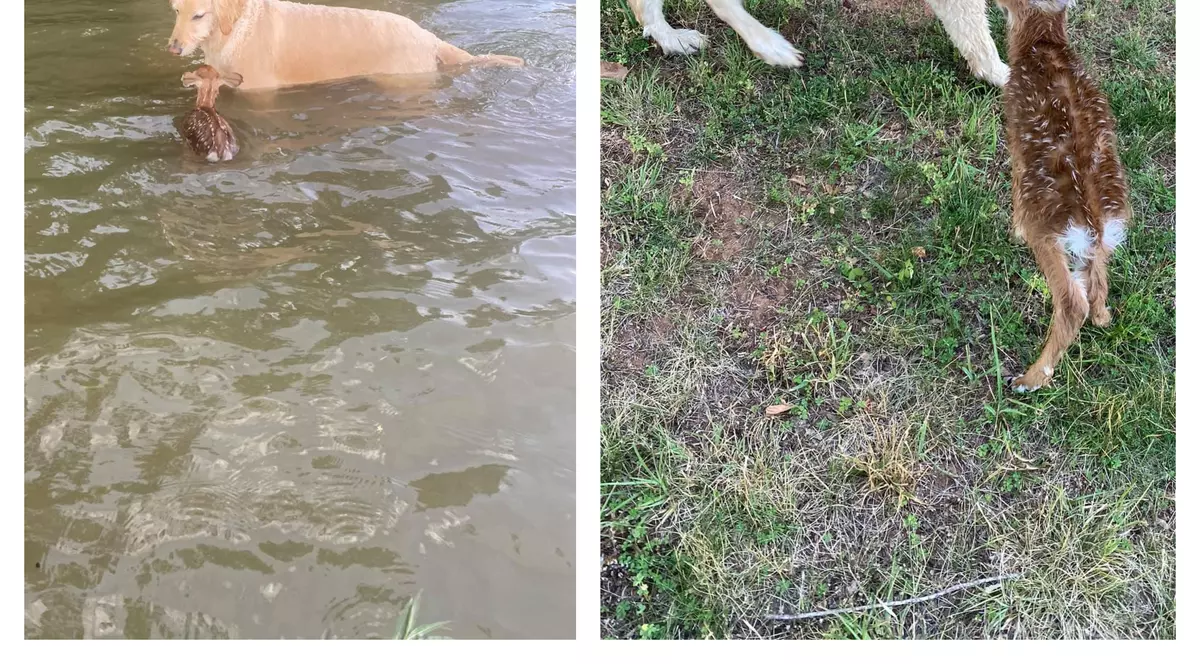 Momentul emoționant în care un labrador salvează de la înec un pui de căprioară