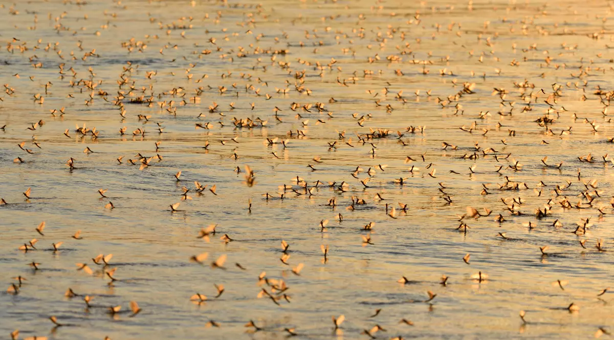 Efemeridele din delta Dunării, insectele spectaculoase care trăiesc o zi. Când pot fi văzute