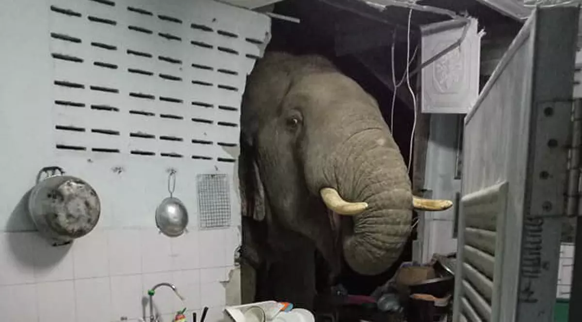 O femeie din Thailanda s-a trezit cu elefantul în bucătărie. Cum s-a desfășurat „vizita”