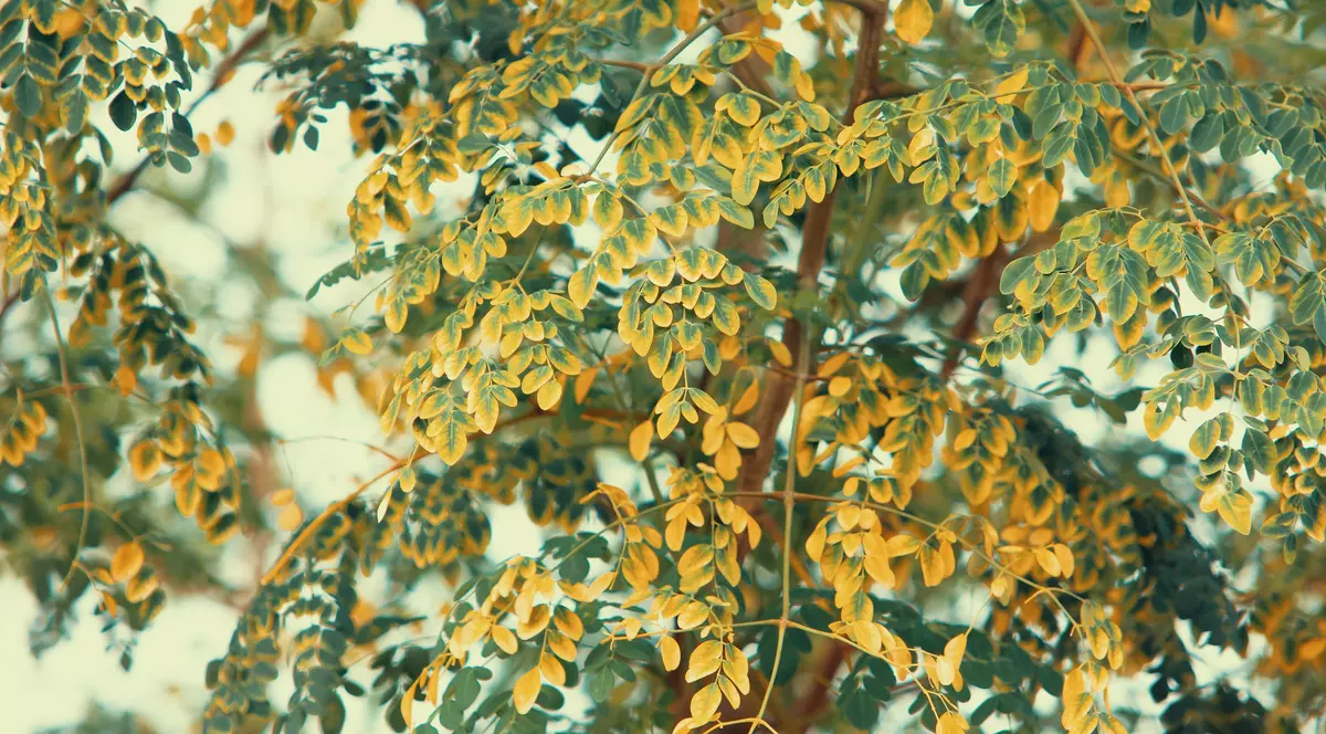 (Publicitate) Moringa - Copacul Minune