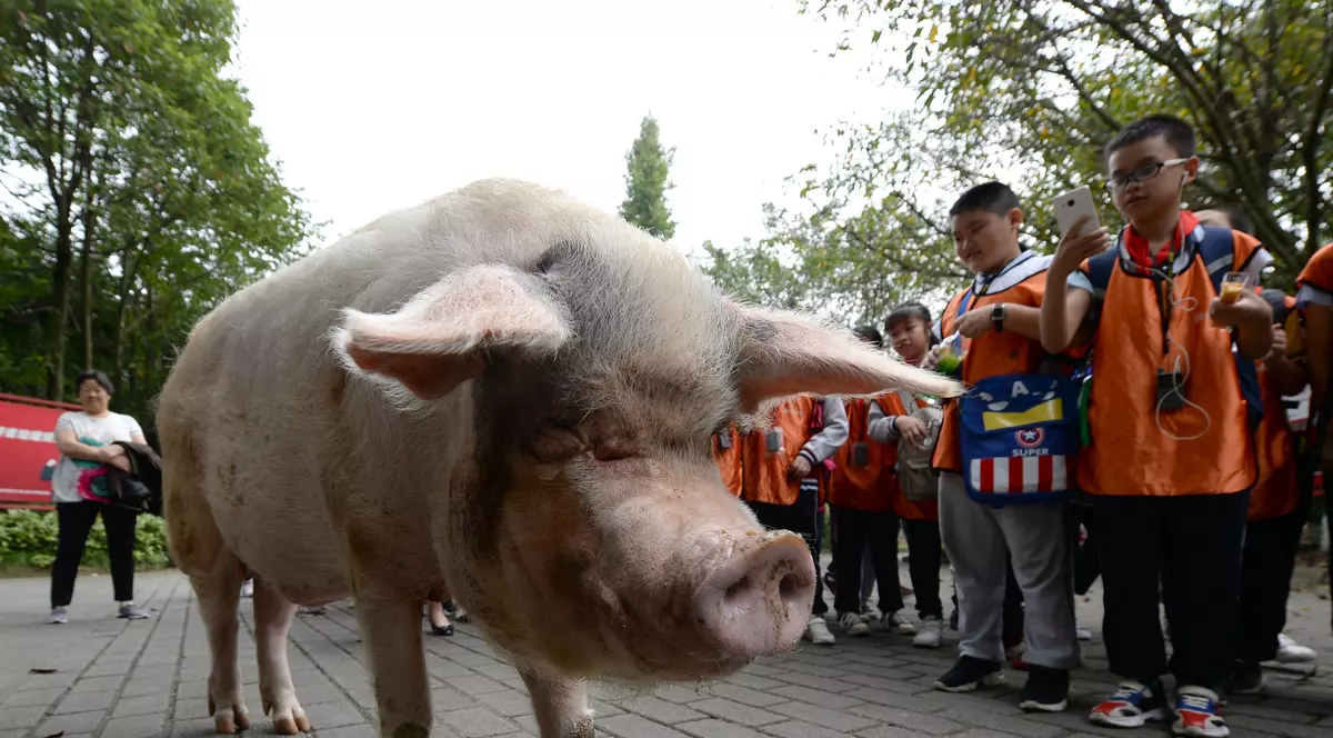 Porcul care a stat în 2008 sub dărâmături 36 de zile a murit de bătrânețe în China