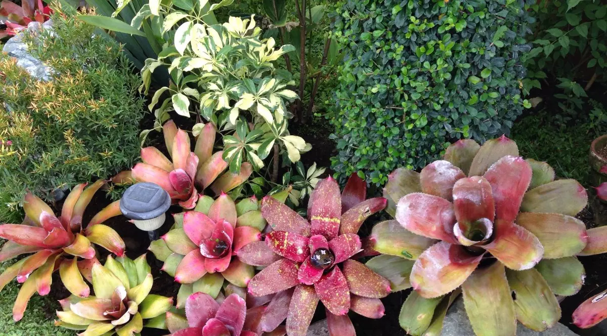 (Publicitate) Îngrijirea bromeliei - 4 lucruri pe care trebuie să le știi pentru a avea o plantă decorativă sănătoasă!