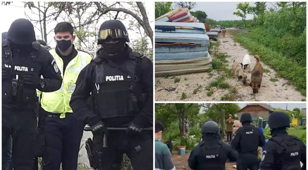 Trupele speciale au pătruns ca să prindă sute de câini şi pisici în Amzacea, dar autoritățile nu lămuresc unde le-au dus