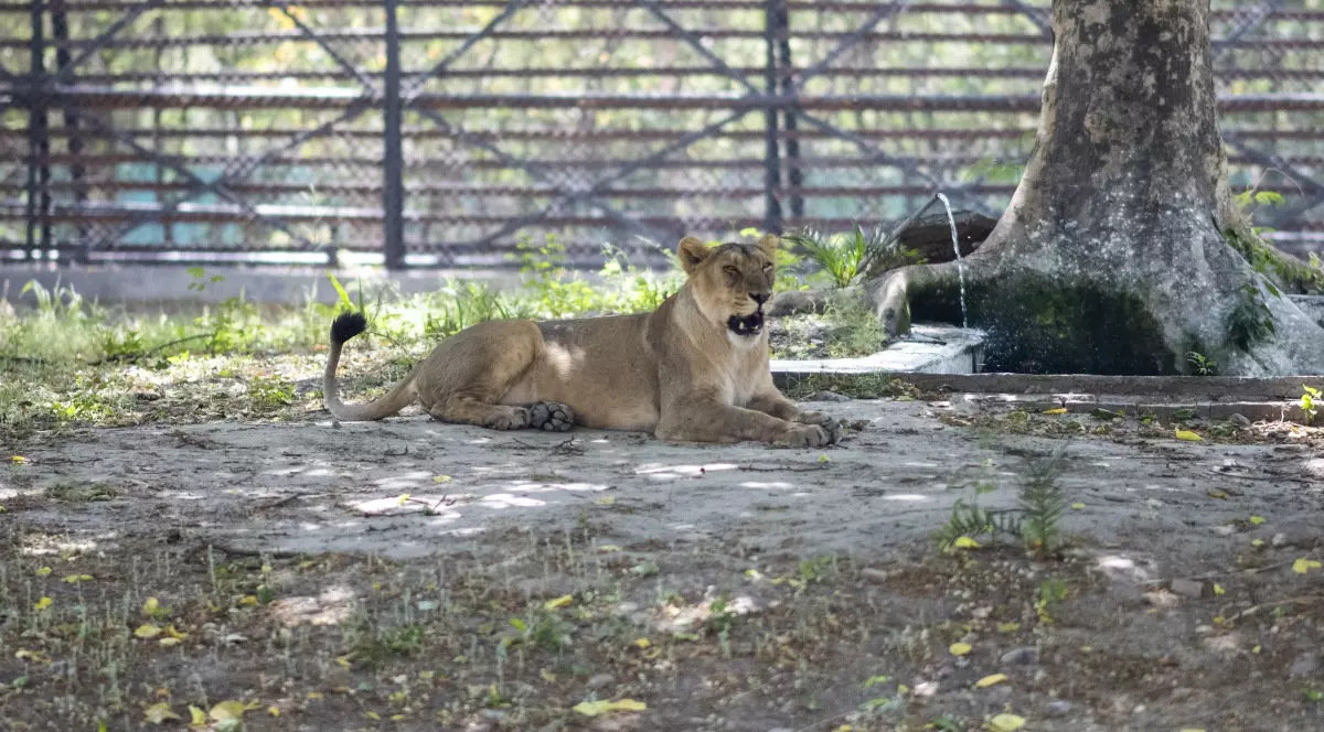 O leoaică a murit de COVID-19 într-un parc zoologic din India. Alţi opt lei, testaţi pozitiv