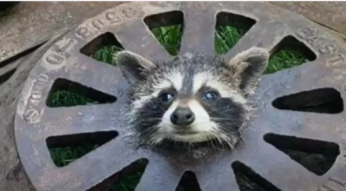 Operațiune de salvare neobișnită. Pompierii americani au scos un raton blocat într-un capac de canal