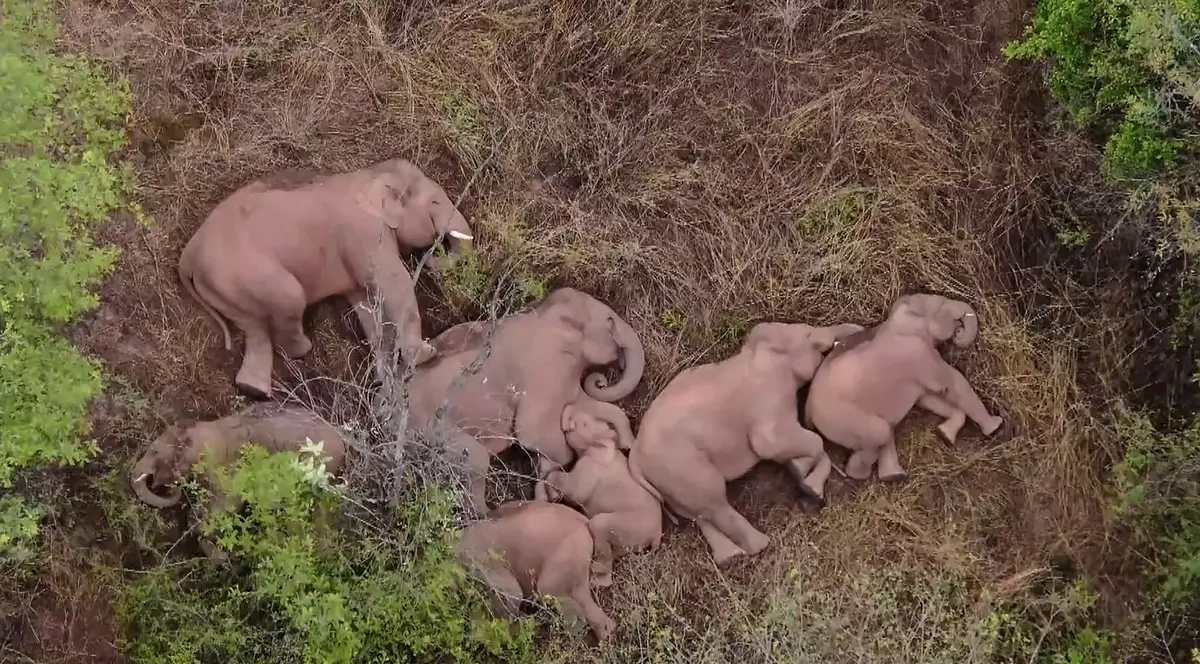 Aventurile unei turme de elefanți din China, urmărite cu 14 drone