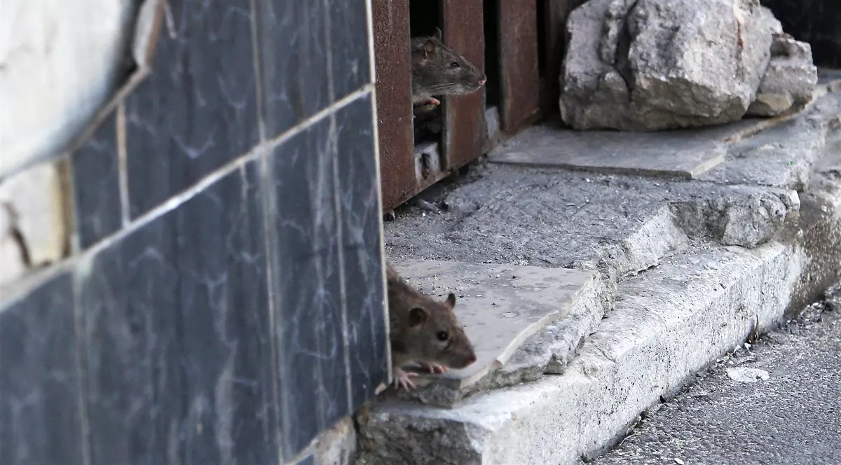 „Războiul șobolanilor” pe străzile din București. Nicio deratizare de șase luni. Ce promite Nicușor Dan