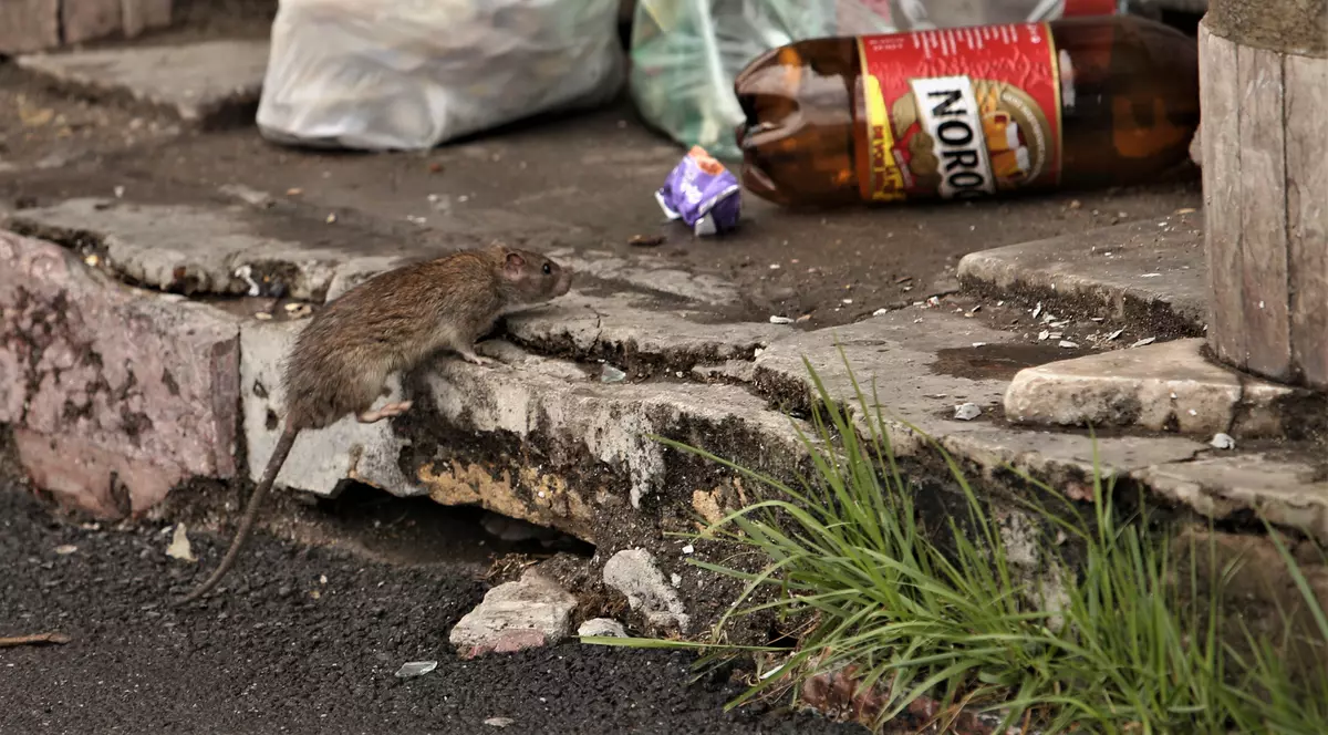 Un tânăr a fost mușcat de șobolan, pe o stradă din centrul Bucureștiului. Reacția Primăriei Capitalei