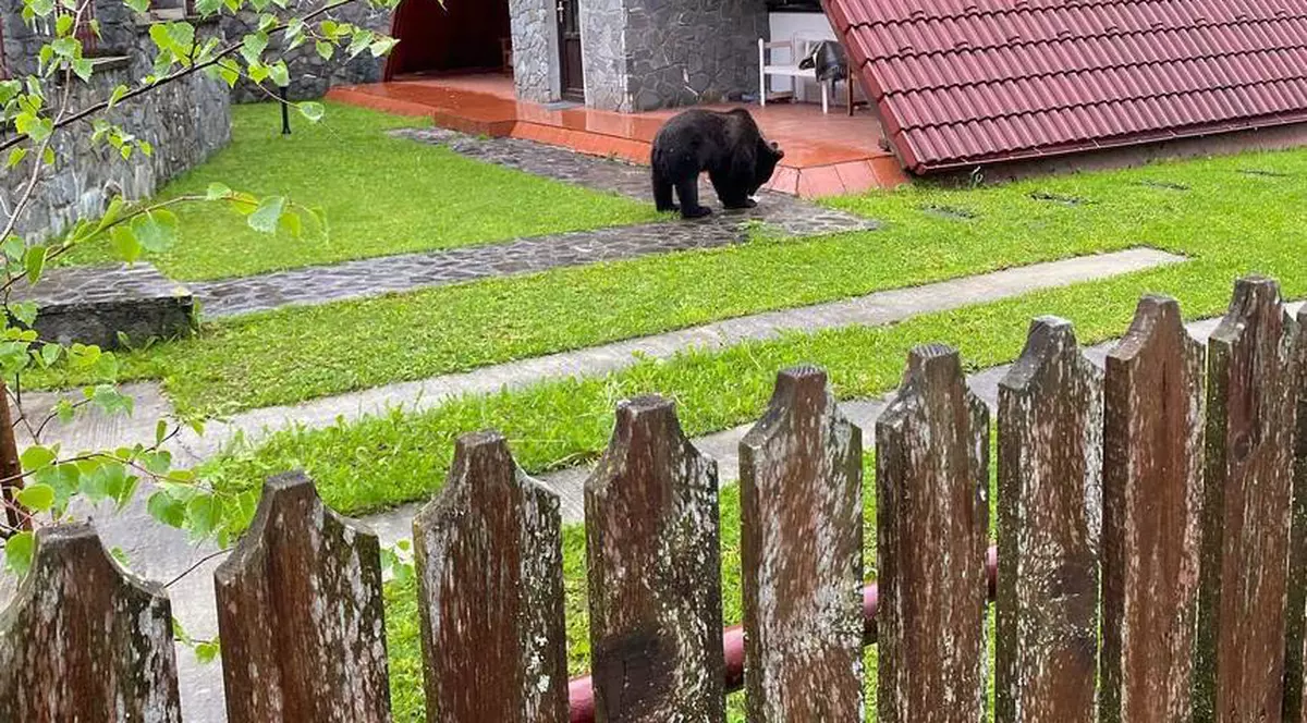 Urs filmat în curtea unei case din Sinaia