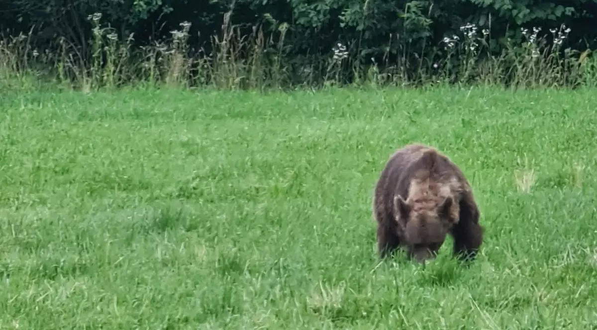 Un copil de 8 ani, atacat de urs, în Covasna