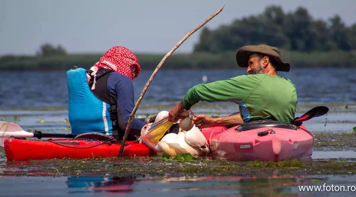 Pelican salvat din plasele pescarilor, în Delta Dunării