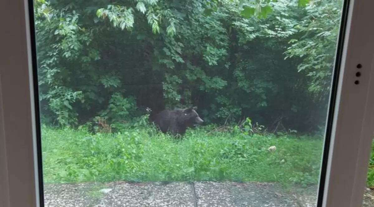 Un urs, surprins în curtea unui spital de psihiatrie din Prahova