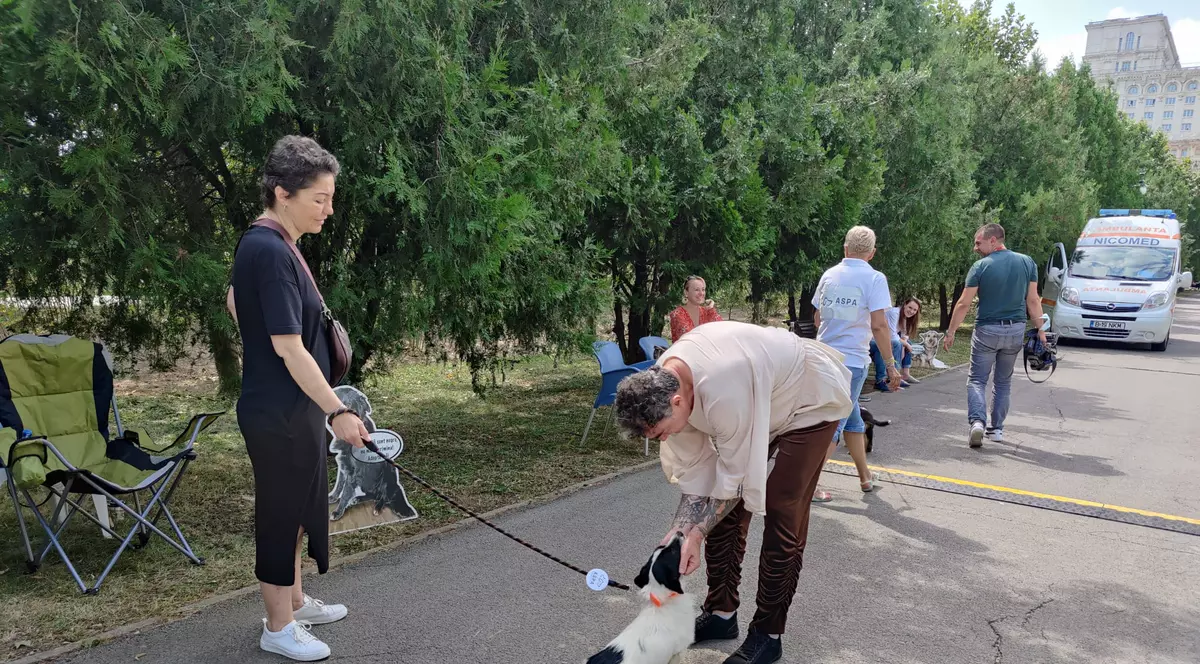 Târg de adopții de câini, în Parcul Izvor din București