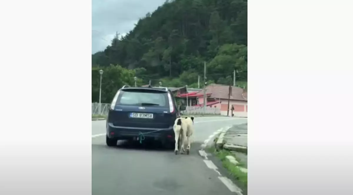 Câine scos la plimbare prin Rășinari, legat de cârligul de la mașină. Stăpânul „era agresiv verbal”