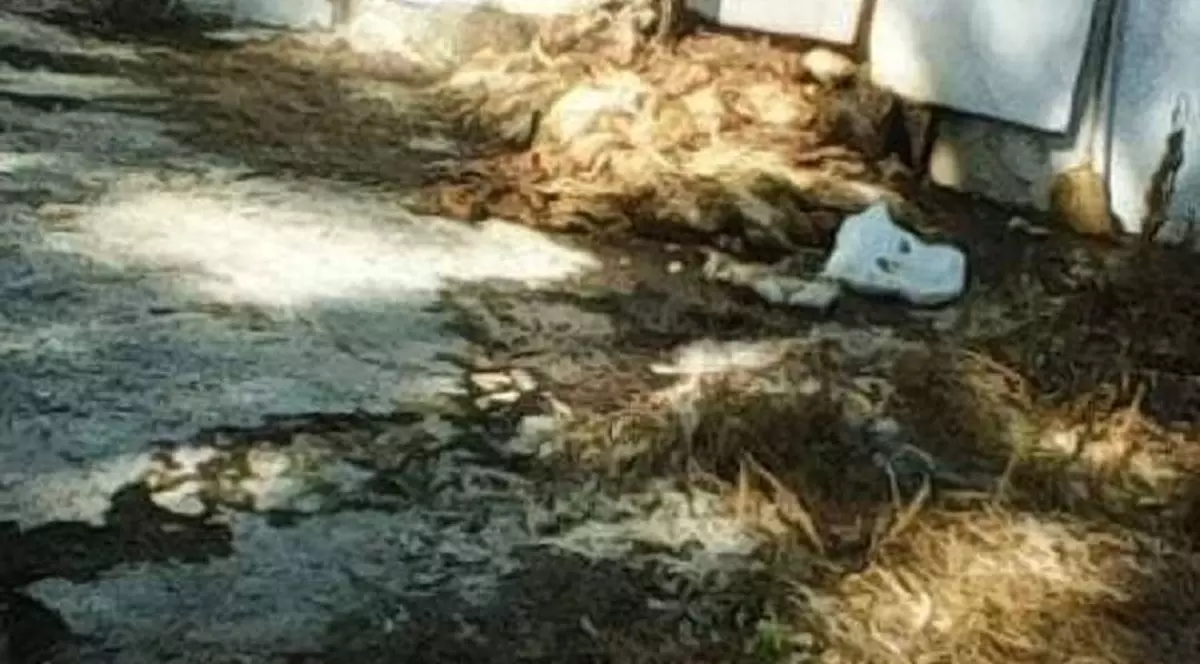 Focar de infecție din cauza unor pui morți la o fermă din Gorj. Garda de Mediu face verificări