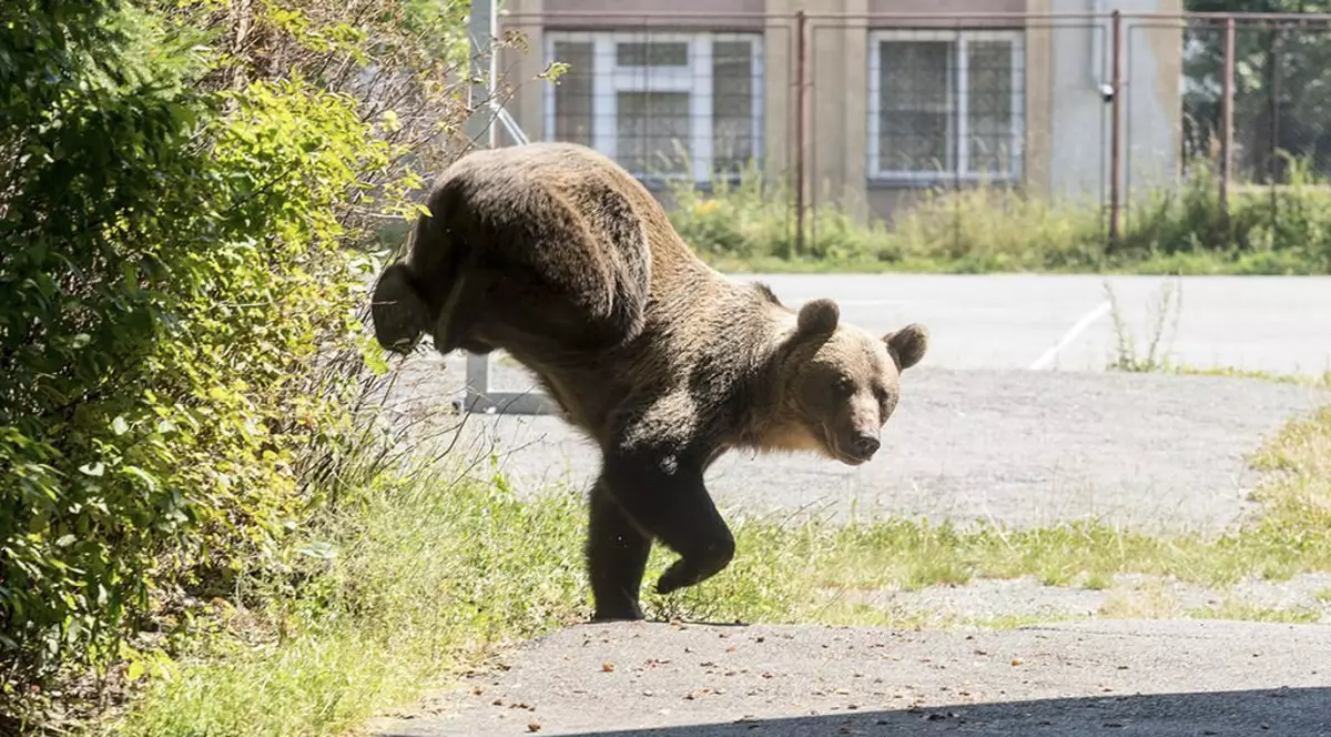 Urs pe strada. Imagine ilustrativa