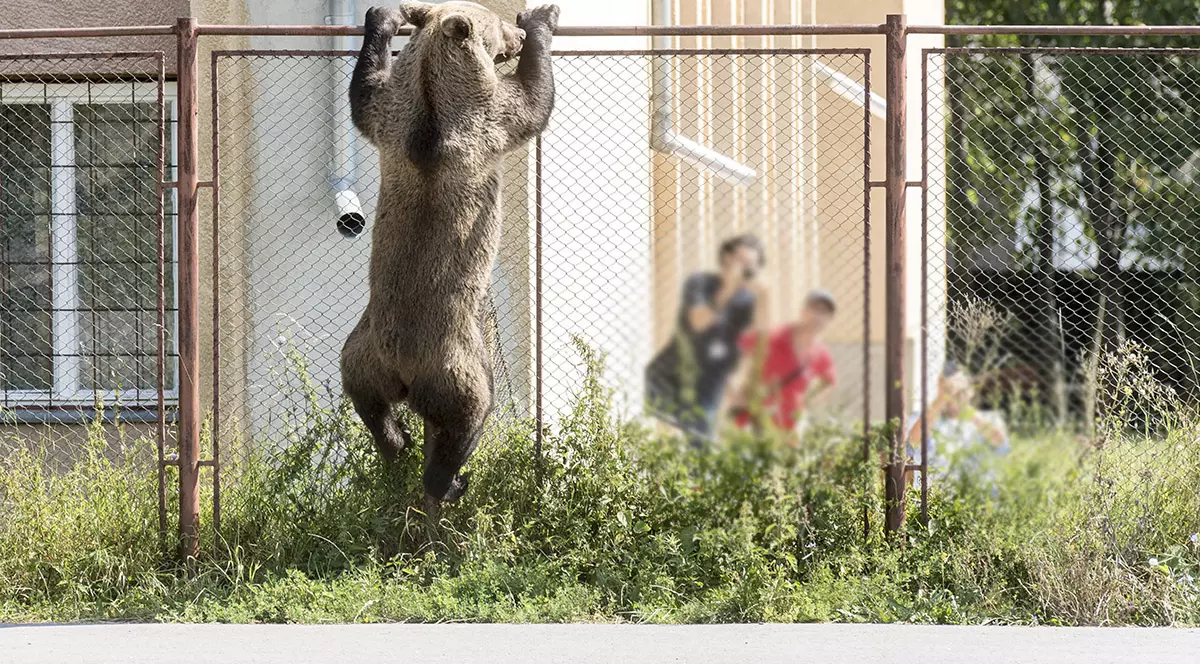 „Am crezut că voi muri. Tot ce îmi doream era ca soția să scape cu viață”. Opt oameni și-au povestit în instanță viețile distruse de urși