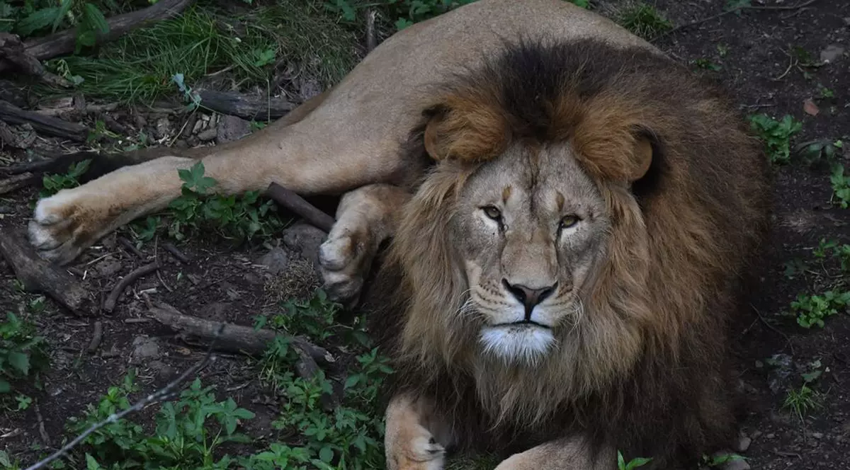 Un leu a stârnit panică în Nairobi, după ce a scăpat dintr-un parc natural din Kenya