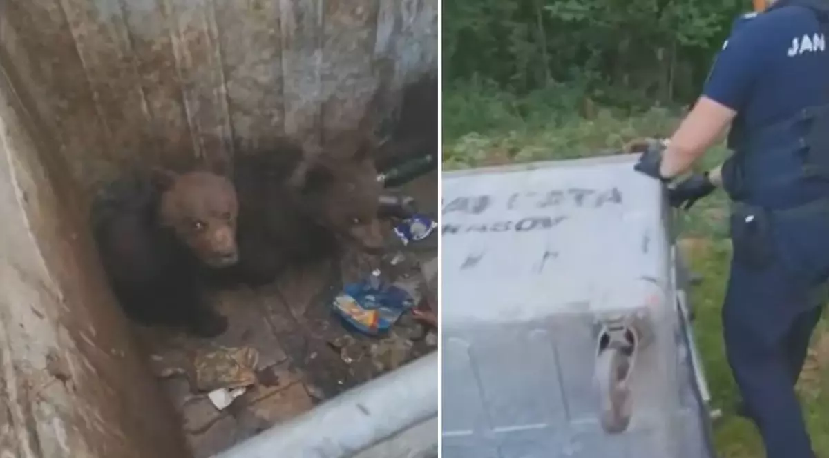 Doi pui de urs, salvați de jandarmi, după ce au rămas blocați într-un tomberon din Poiana Brașov