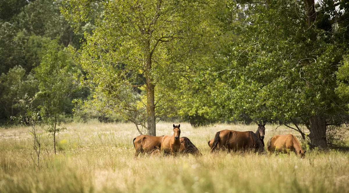 Pădurea Leta unde este si ce trasee si obiective turistice poti vedea aici