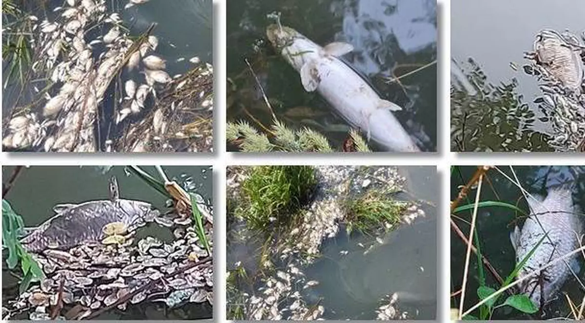 Grămezi de pești morți plutesc pe canalul Bega. Explicația venită de la Apele Române