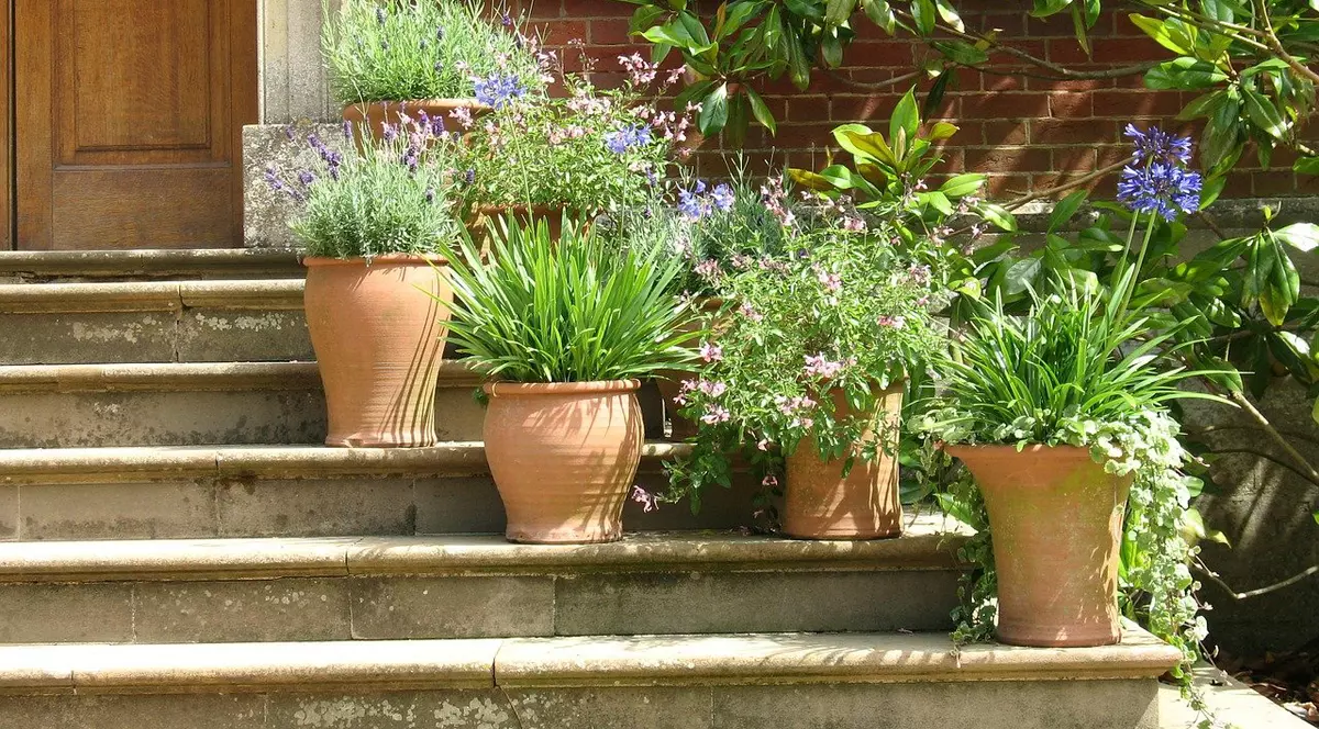 apa oxigenata - plante in ghiveci