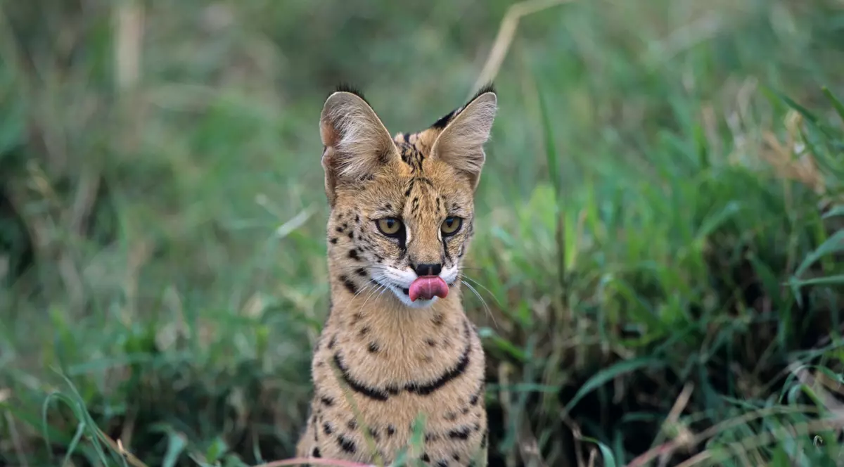 O femeie din SUA s-a trezit cu o pisică exotică din Africa, în pat: „Sunt îngrozită”