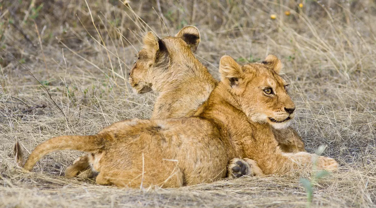 O grădină zoologică din SUA a început să imunizeze animalele anti-COVID cu un vaccin experimental