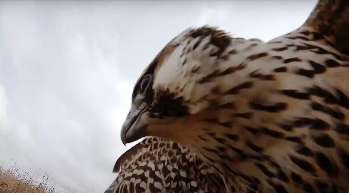 Filmare spectaculoasă. Atacul unui șoim asupra unei drone, surprins de camera montată pe dispozitivul de zbor