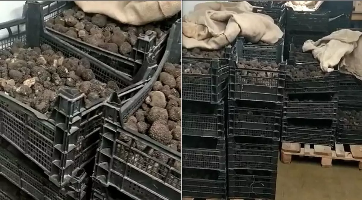 Peste o tonă de trufe, confiscată de la un cetățean italian de polițiștii din Neamț