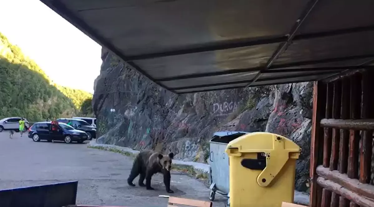 Un urs a fost filmat în timp ce căuta mâncare lângă o terasă din zona Barajului Vidraru