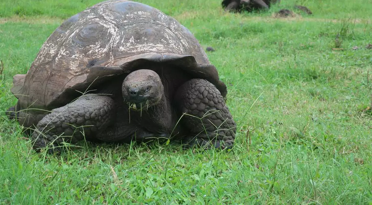 Broasca țestoasă Schurli de la Zoo Viena a murit la 130 de ani. „Numeroși vizitatori îl ştiau dintotdeauna”